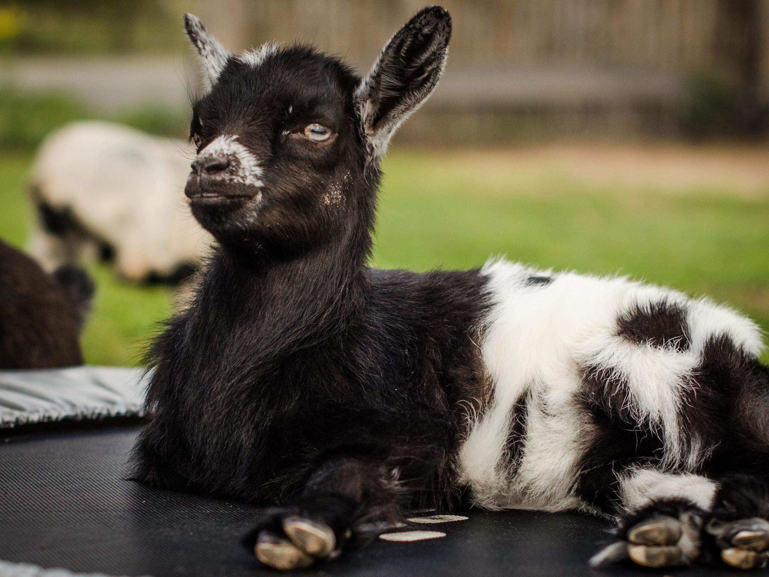 A Goat for a Pet? Goat Hill Pets